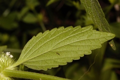 Leucas martinicensis