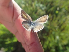 Icaricia icarioides fenderi