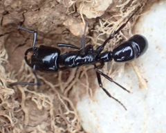 Plectroctena