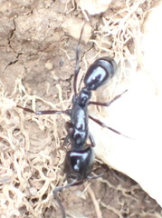 Plectroctena