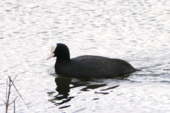 Fulica atra