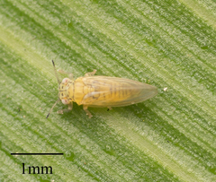 Blastopsylla occidentalis