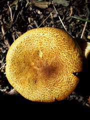 Austropaxillus statuum