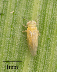 Blastopsylla occidentalis