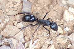 Streblognathus