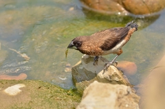 Lonchura striata