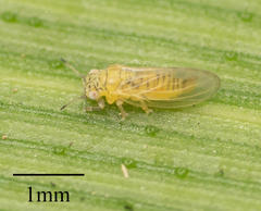 Blastopsylla occidentalis