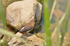 Lonchura striata