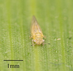 Blastopsylla occidentalis