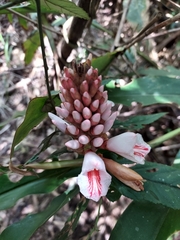 Alpinia shimadae