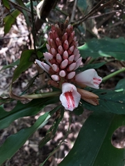 Alpinia shimadae