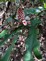Alpinia shimadae
