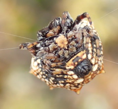 Isoxya mossamedensis