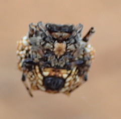 Isoxya mossamedensis