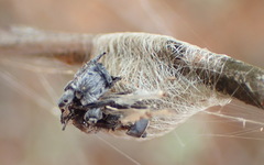 Isoxya mossamedensis