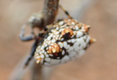 Isoxya mossamedensis