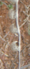 Isoxya mossamedensis