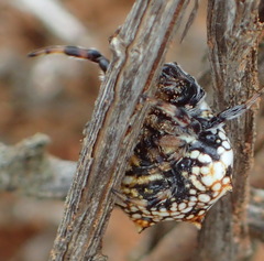 Isoxya mossamedensis