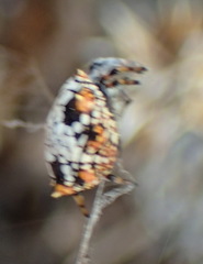 Isoxya mossamedensis