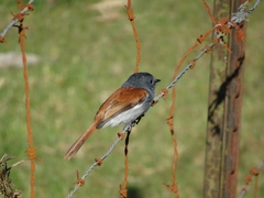 Terpsiphone bourbonnensis