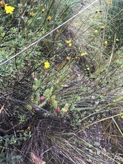 Austrocylindropuntia shaferi