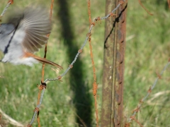 Terpsiphone bourbonnensis