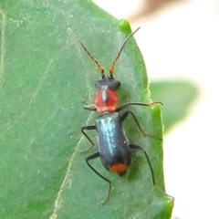 Cyrtosus cyanipennis