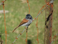 Terpsiphone bourbonnensis