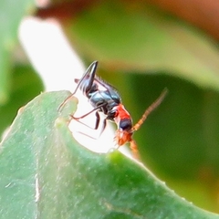 Cyrtosus cyanipennis