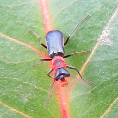 Cyrtosus cyanipennis