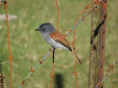 Terpsiphone bourbonnensis