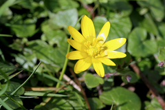 Ficaria verna