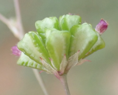 Image of Boerhavia cordobensis by (c) Nicola van Berkel, some rights reserved (CC BY-SA)