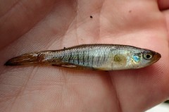Fundulus dispar