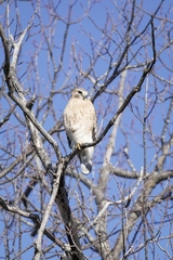Buteo lineatus lineatus