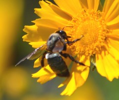 Xylocopa californica californica