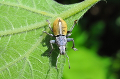 Naupactus glaucus