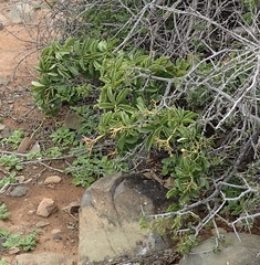 Cyphostemma quinatum