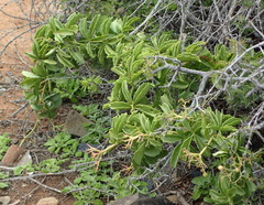 Cyphostemma quinatum