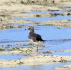 Ichthyaetus hemprichii