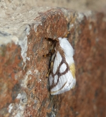 Parapluda invitabilis