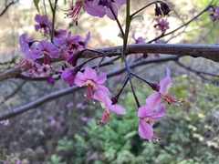 Ungnadia speciosa