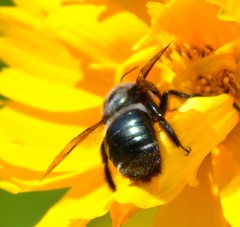 Xylocopa californica californica