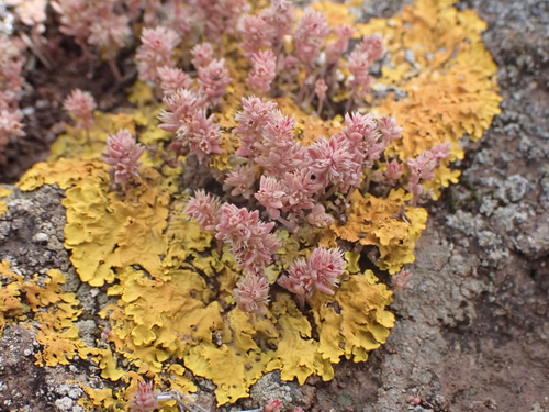 Crassula tillaea image