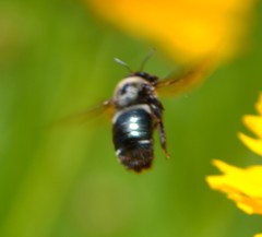 Xylocopa californica californica
