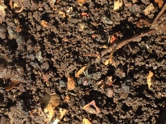 Steatoda grossa