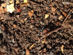 Steatoda grossa