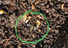Steatoda grossa