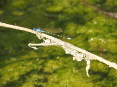 Argia rhoadsi