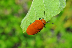 Agonosoma flavolineatum